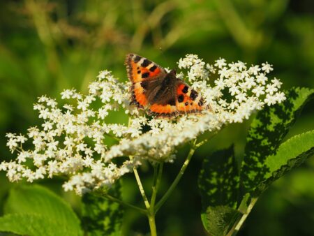 Un esemplare di Aglais urticae, o vanessa dell'ortica