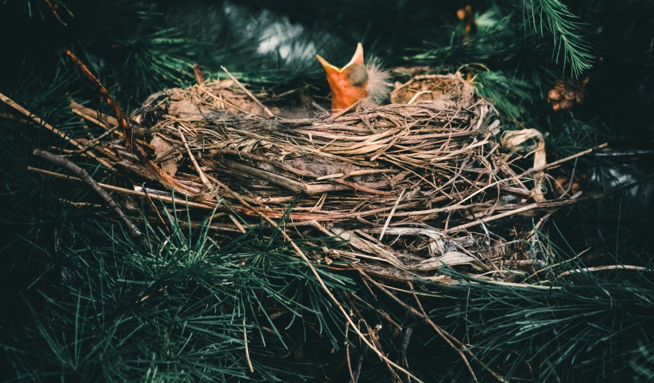 uccellino nel nido