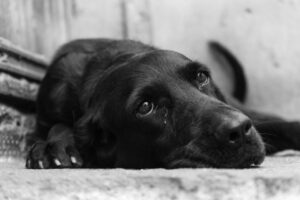 I cani piangono davvero? La risposta della scienza che ogni padrone dovrebbe conoscere un cane triste
