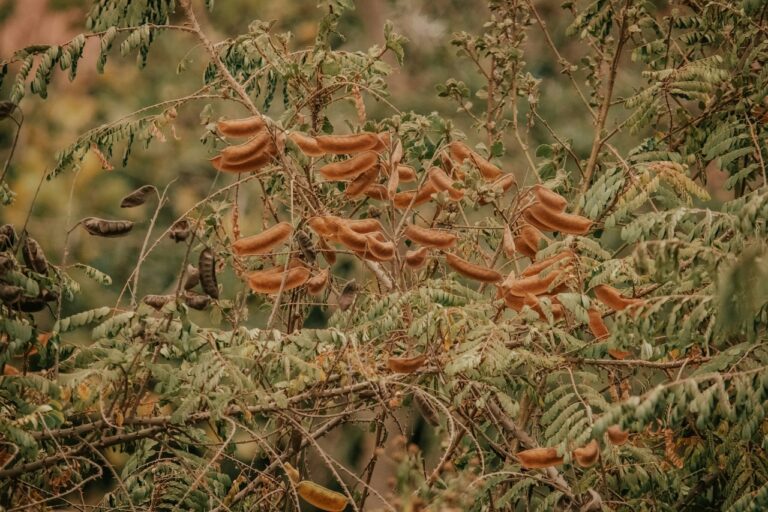 Un albero di tamarindo con i suoi frutti