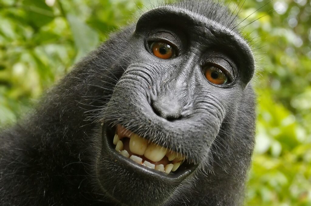 Uno dei selfie scattati dal macaco nel 2011